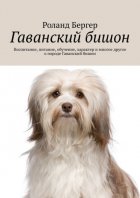 Гаванский бишон. Воспитание, питание, обучение, характер и многое другое о породе Гаванский бишон