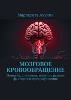 Мозговое кровообращение:. Понятие, анатомия, влияние разных факторов и пути улучшения